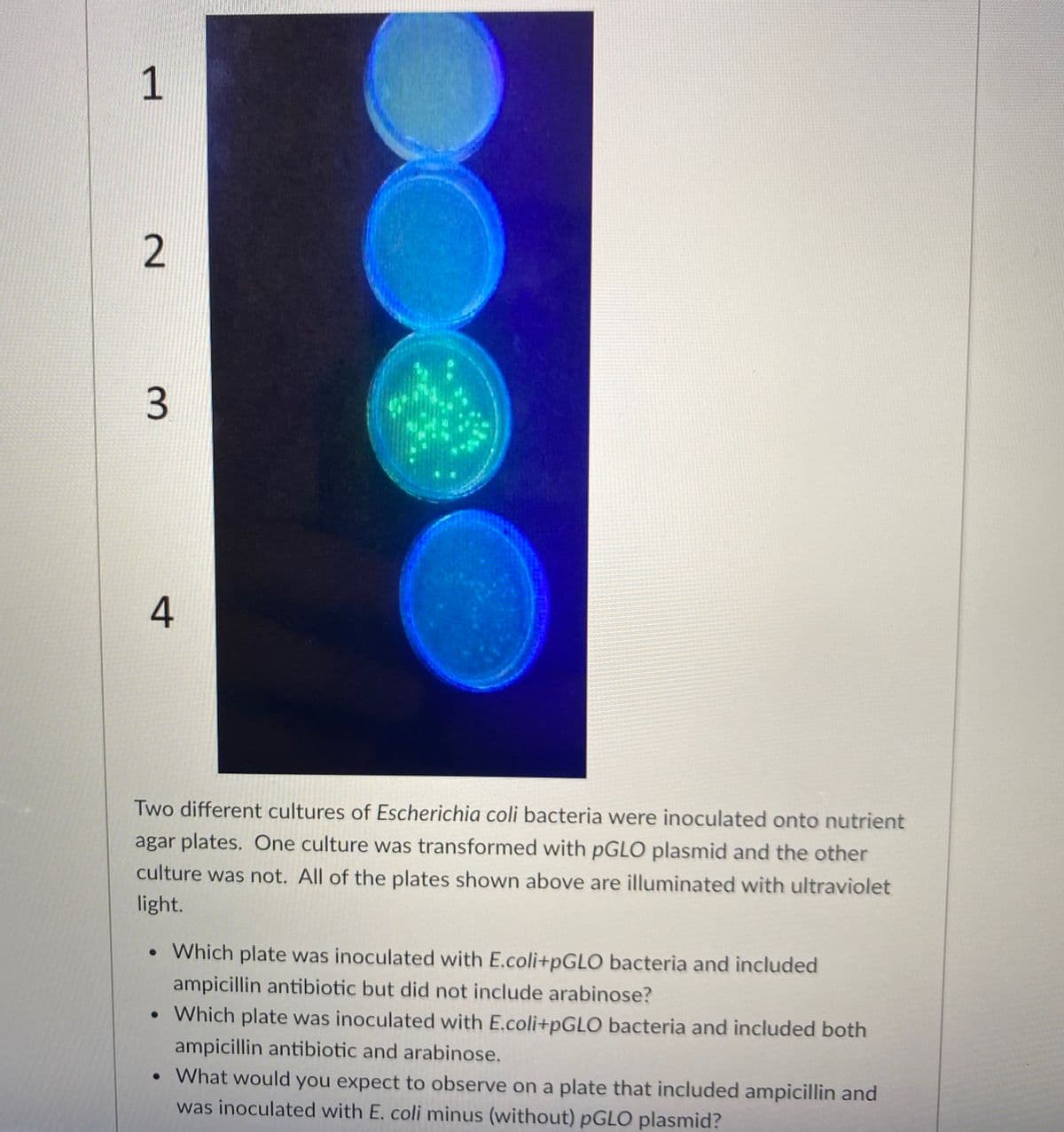 1
2.
3.
Two different cultures of Escherichia coli bacteria were inoculated onto nutrient
agar plates. One culture was transformed with pGLO plasmid and the other
culture was not. All of the plates shown above are illuminated with ultraviolet
light.
• Which plate was inoculated with E.coli+PGLO bacteria and included
ampicillin antibiotic but did not include arabinose?
• Which plate was inoculated with E.coli+pGLO bacteria and included both
ampicillin antibiotic and arabinose.
• What would you expect to observe on a plate that included ampicillin and
was inoculated with E. coli minus (without) PGLO plasmid?
