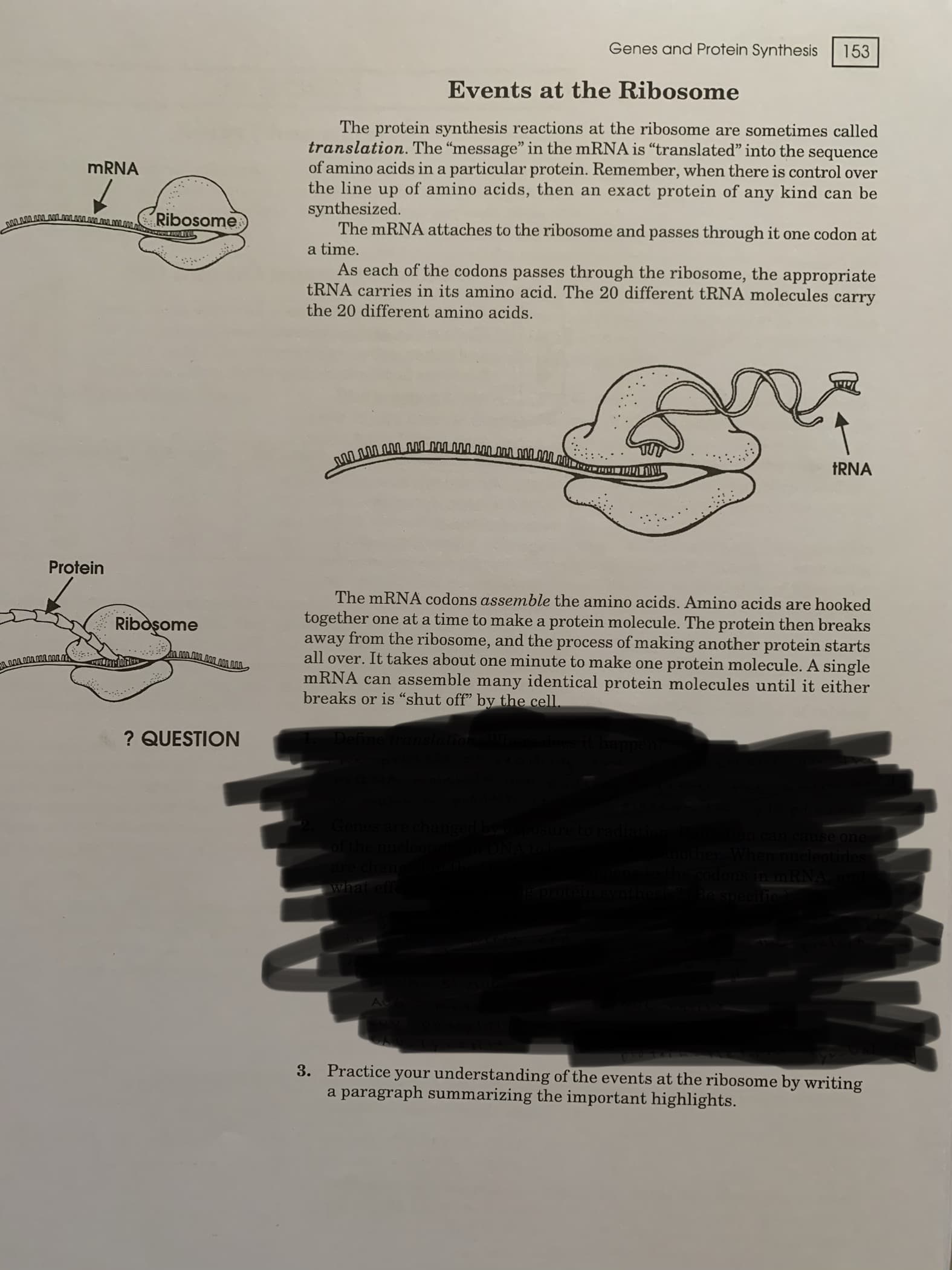 Genes and Protein Synthesis
153
Events at the Ribosome
The protein synthesis reactions at the ribosome are sometimes called
translation. The "message" in the mRNA is “translated" into the sequence
of amino acids in a particular protein. Remember, when there is control over
the line up of amino acids, then an exact protein of any kind can be
synthesized.
The mRNA attaches to the ribosome and passes through it one codon at
MRNA
Ribosome
a time.
As each of the codons passes through the ribosome, the appropriate
TRNA carries in its amino acid. The 20 different tRNA molecules carry
the 20 different amino acids.
TRNA
Protein
The mRNA codons assemble the amino acids. Amino acids are hooked
together one at a time to make a protein molecule. The protein then breaks
away from the ribosome, and the process of making another protein starts
all over. It takes about one minute to make one protein molecule. A single
mRNA can assemble many identical protein molecules until it either
breaks or is "shut off" by the cell.
Ribosome
? QUESTION
an cause one
anucleotides
odons in mRNA.
what
DRotein synth
3. Practice your understanding of the events at the ribosome by writing
a paragraph summarizing the important highlights.
