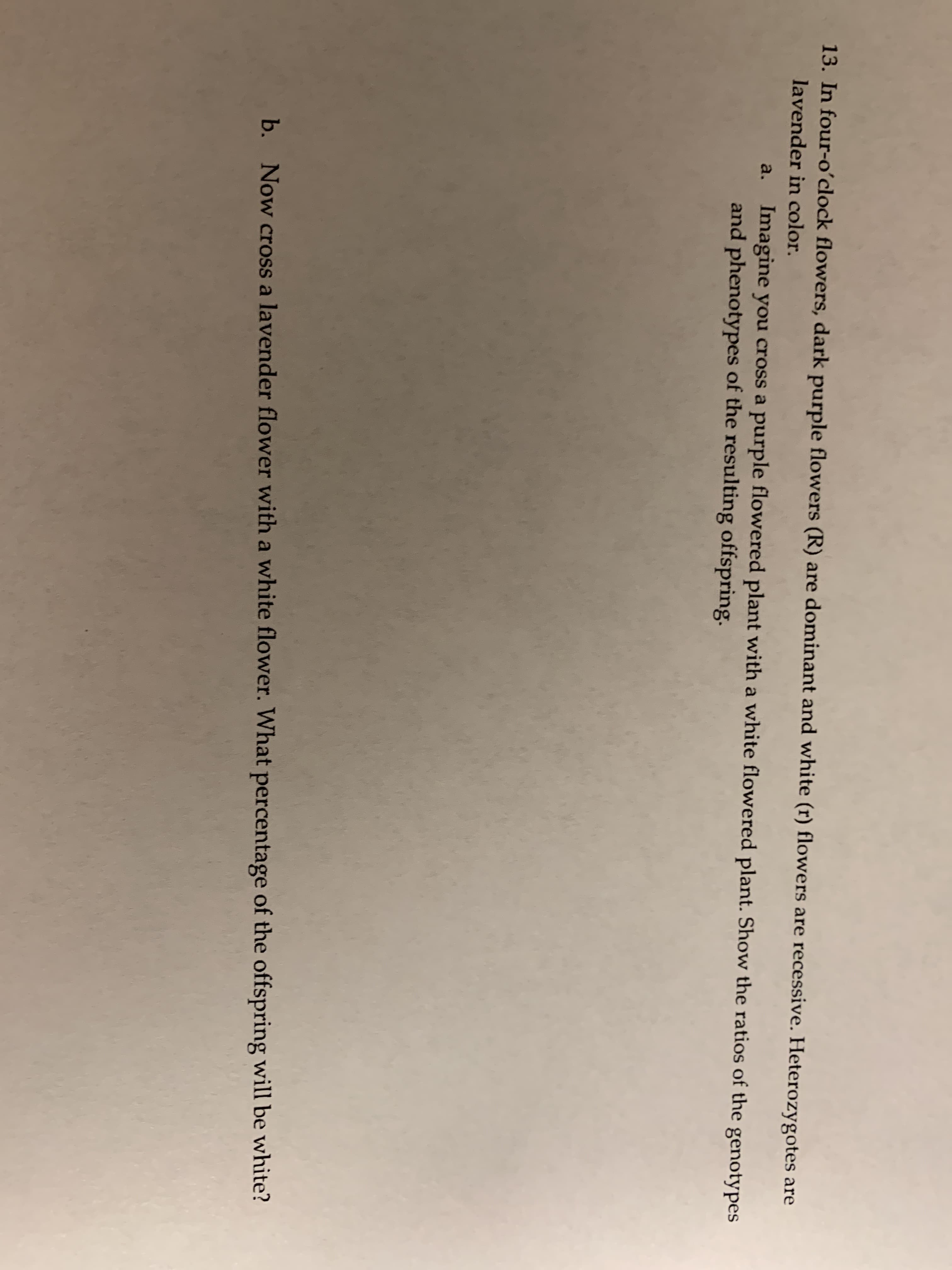 13. In four-oʻclock flowers, dark purple flowers (R) are dominant and white (r) flowers are recessive. Heterozygotes are
lavender in color.
Imagine you cross a purple flowered plant with a white flowered plant. Show the ratios of the genotypes
and phenotypes of the resulting offspring.
a.
b. Now cross a lavender flower with a white flower. What percentage of the offspring will be white?
