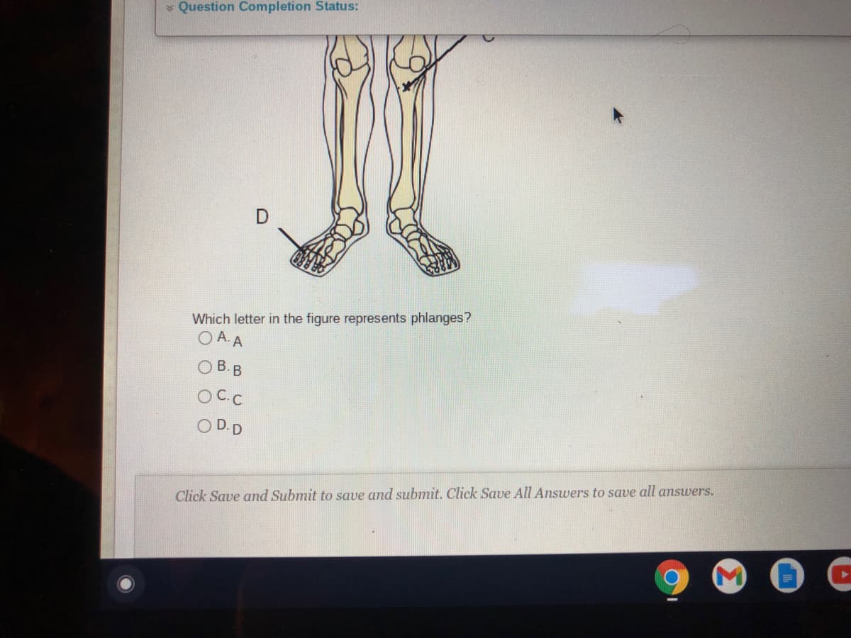 * Question Completion Status:
Which letter in the figure represents phlanges?
В. в
OC.C
Click Save and Submit to save and submit. Click Save All Answers to save all amswers.
