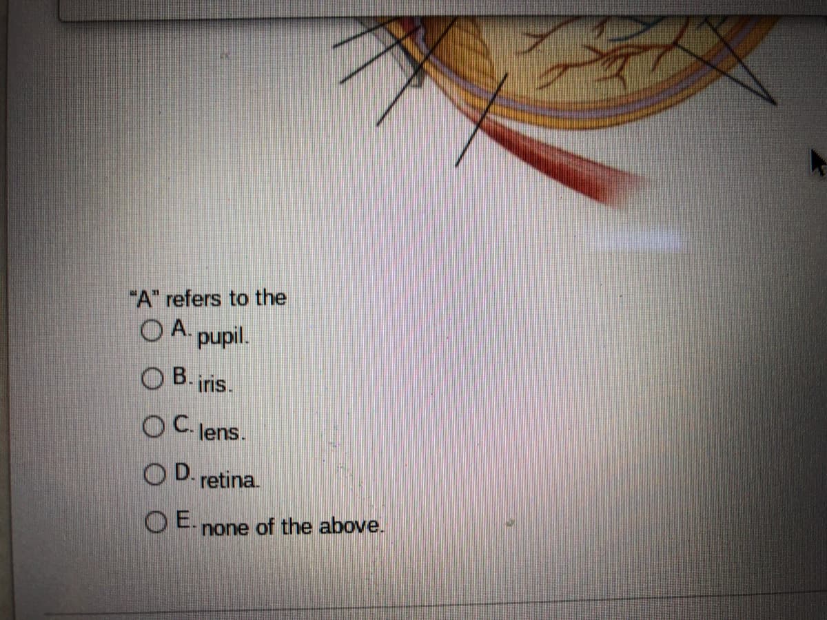 "A" refers to the
O A. pupil.
O B. iris.
С.
O C. lens.
O D. retina.
OE.
none of the above.
