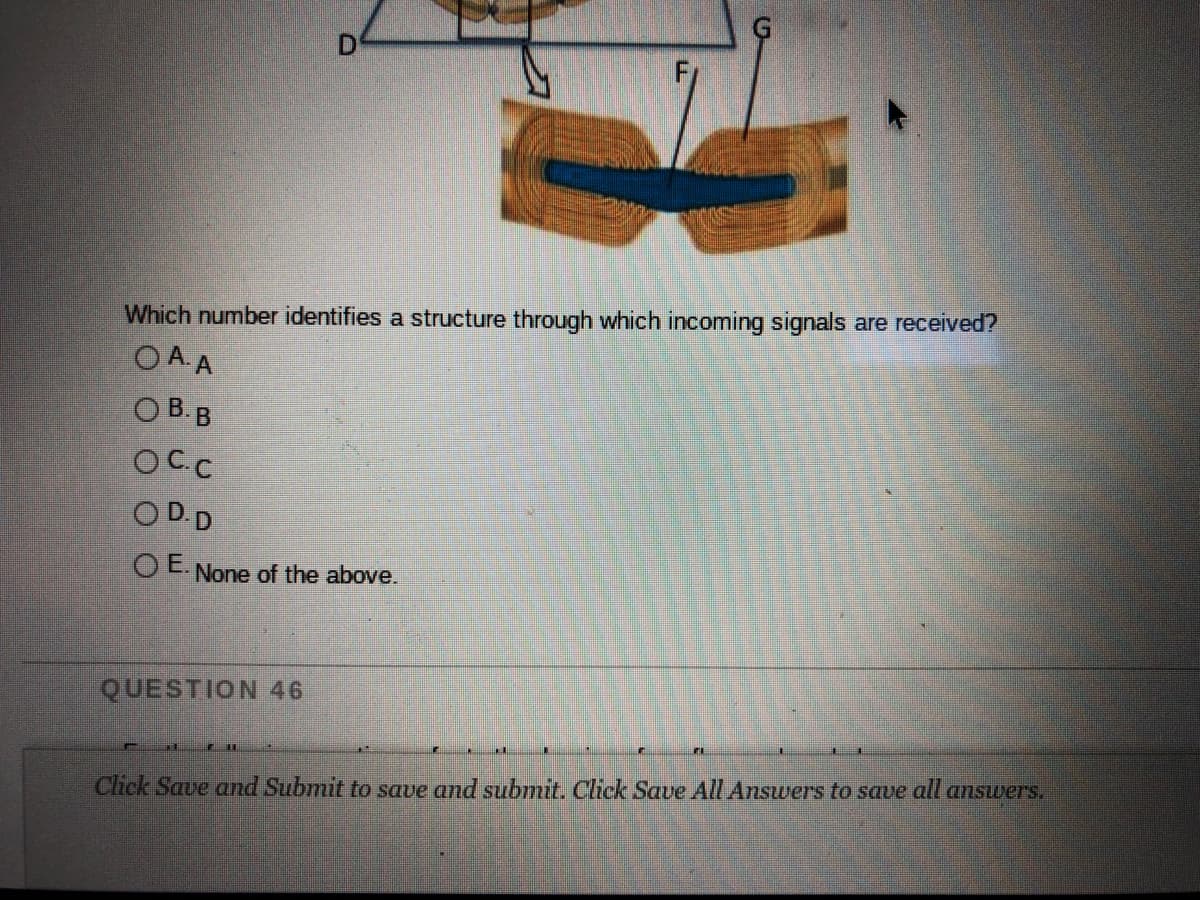 Which number identifies a structure through which incoming signals are received?
OA A
O B.B
OCC
O D.D
OE None of the above.
QUESTION 46
Click Save and Submit to save and submit. Click Save All Answers to save all answers.
