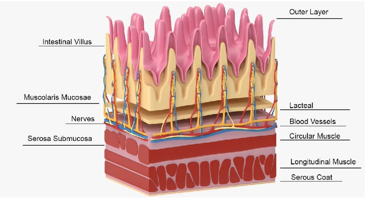 Intestinal Villus
Muscolaris Mucosae
Nerves
Serosa Submucosa
N
MASINIVINICO
Outer Layer
Lacteal
Blood Vessels
Circular Muscle
Longitudinal Muscle
Serous Coat