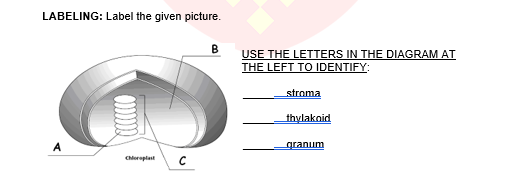 LABELING: Label the given picture.
USE THE LETTERS IN THE DIAGRAM AT
THE LEFT TO IDENTIFY:
stroma
thylakoid
granum
Chloraplast
