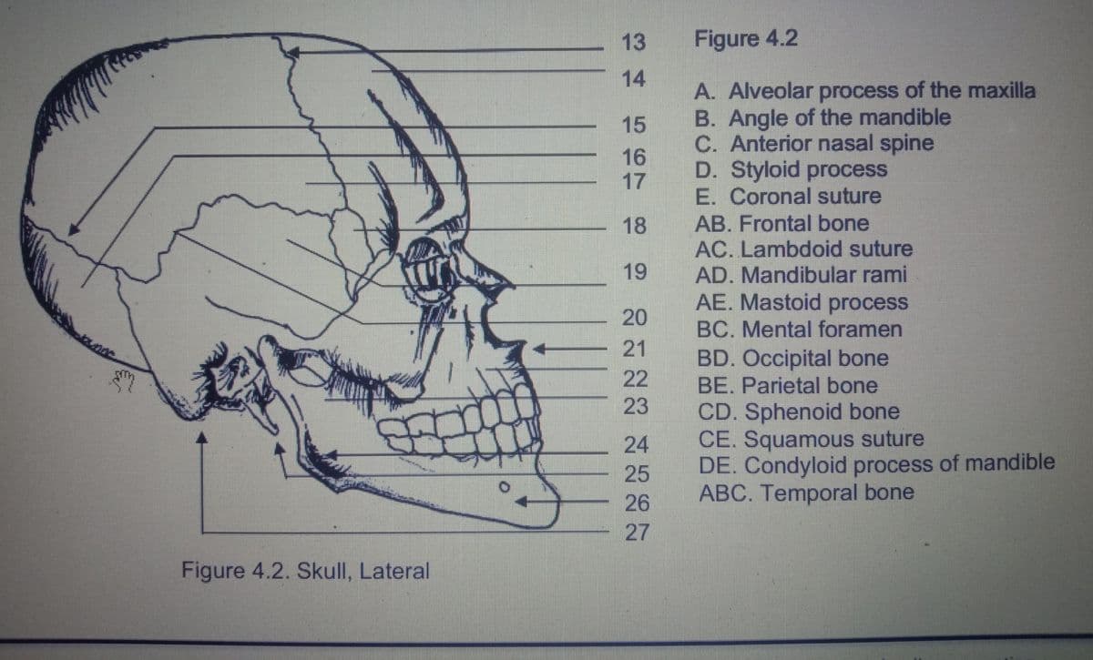 13
Figure 4.2
14
A. Alveolar process of the maxilla
B. Angle of the mandible
C. Anterior nasal spine
D. Styloid process
E. Coronal suture
15
16
17
AB. Frontal bone
AC. Lambdoid suture
AD. Mandibular rami
AE. Mastoid process
18
19
BC. Mental foramen
21
1.
BD. Occipital bone
BE. Parietal bone
22
23
CD. Sphenoid bone
CE. Squamous suture
DE. Condyloid process of mandible
ABC. Temporal bone
24
25
26
27
Figure 4.2. Skull, Lateral
20
