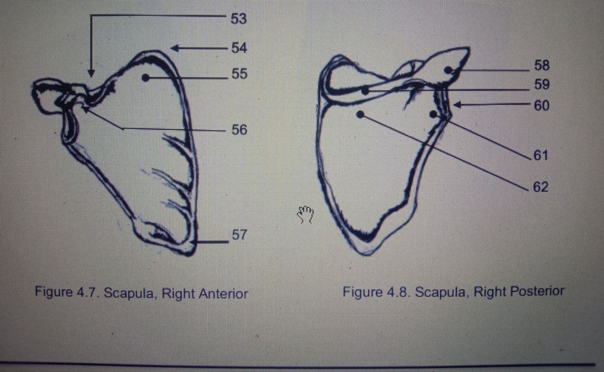 53
54
58
55
59
60
56
61
62
57
Figure 4.7. Scapula, Right Anterior
Figure 4.8. Scapula, Right Posterior
