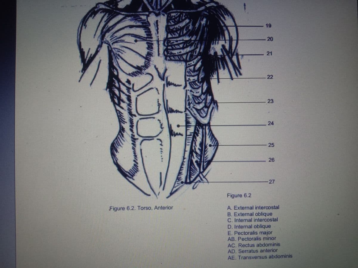 19
20
21
22
23
24
25
26
27
Figure 6.2
Figure 6.2. Torso, Anterior
A. External intercostal
B. External oblique
C. Internal intercostal
D. Internal oblique
E. Pectoralis major
AB. Pectoralis minor
AC. Rectus abdominis
AD. Serratus anterior
AE. Transversus abdominis
