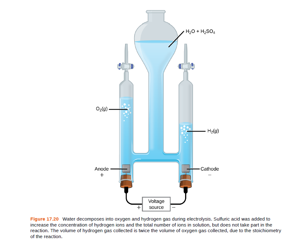 H20 + H2SO4
O2(g).
H2(g)
Anode
-Cathode
+
Voltage
source
Figure 17.20 Water decomposes into oxygen and hydrogen gas during electrolysis. Sulfuric acid was added to
increase the concentration of hydrogen ions and the total number of ions in solution, but does not take part in the
reaction. The volume of hydrogen gas collected is twice the volume of oxygen gas collected, due to the stoichiometry
of the reaction.
