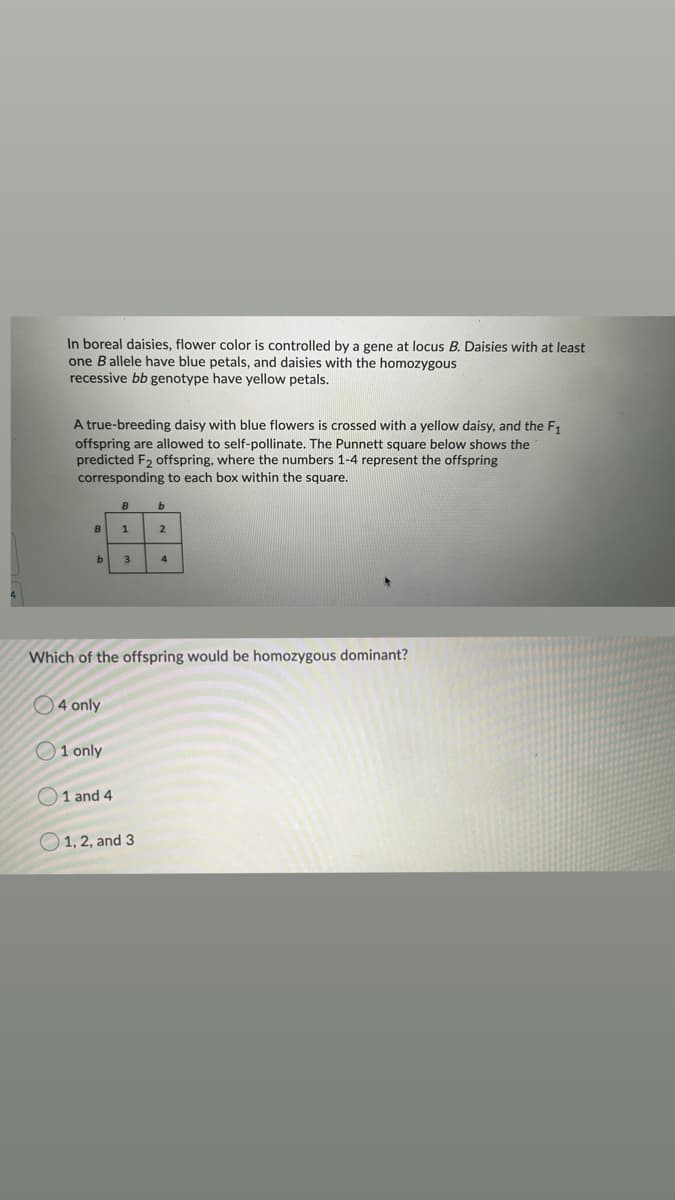 In boreal daisies, flower color is controlled by a gene at locus B. Daisies with at least
one Ballele have blue petals, and daisies with the homozygous
recessive bb genotype have yellow petals.
A true-breeding daisy with blue flowers is crossed with a yellow daisy, and the F1
offspring are allowed to self-pollinate. The Punnett square below shows the
predicted F2 offspring, where the numbers 1-4 represent the offspring
corresponding to each box within the square.
B
1
b
3
4
Which of the offspring would be homozygous dominant?
O4 only
O1 only
O1 and 4
1, 2, and 3
