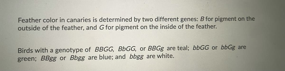 Feather color in canaries is determined by two different genes: B for pigment on the
outside of the feather, and G for pigment on the inside of the feather.
Birds with a genotype of BBGG, BBGG, or BBGG are teal; bbGG or bbGg are
green; BBgg or Bbgg are blue; and bbgg are white.
