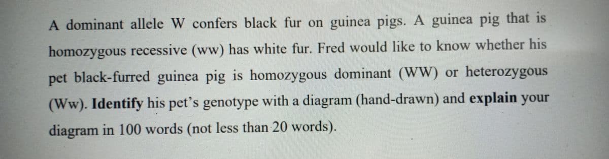 A dominant allele W confers black fur on guinea pigs. A guinea pig that is
homozygous recessive (ww) has white fur. Fred would like to know whether his
pet black-furred guinea pig is homozygous dominant (WW) or heterozygous
(Ww). Identify his pet's genotype with a diagram (hand-drawn) and explain your
diagram in 100 words (not less than 20 words).
