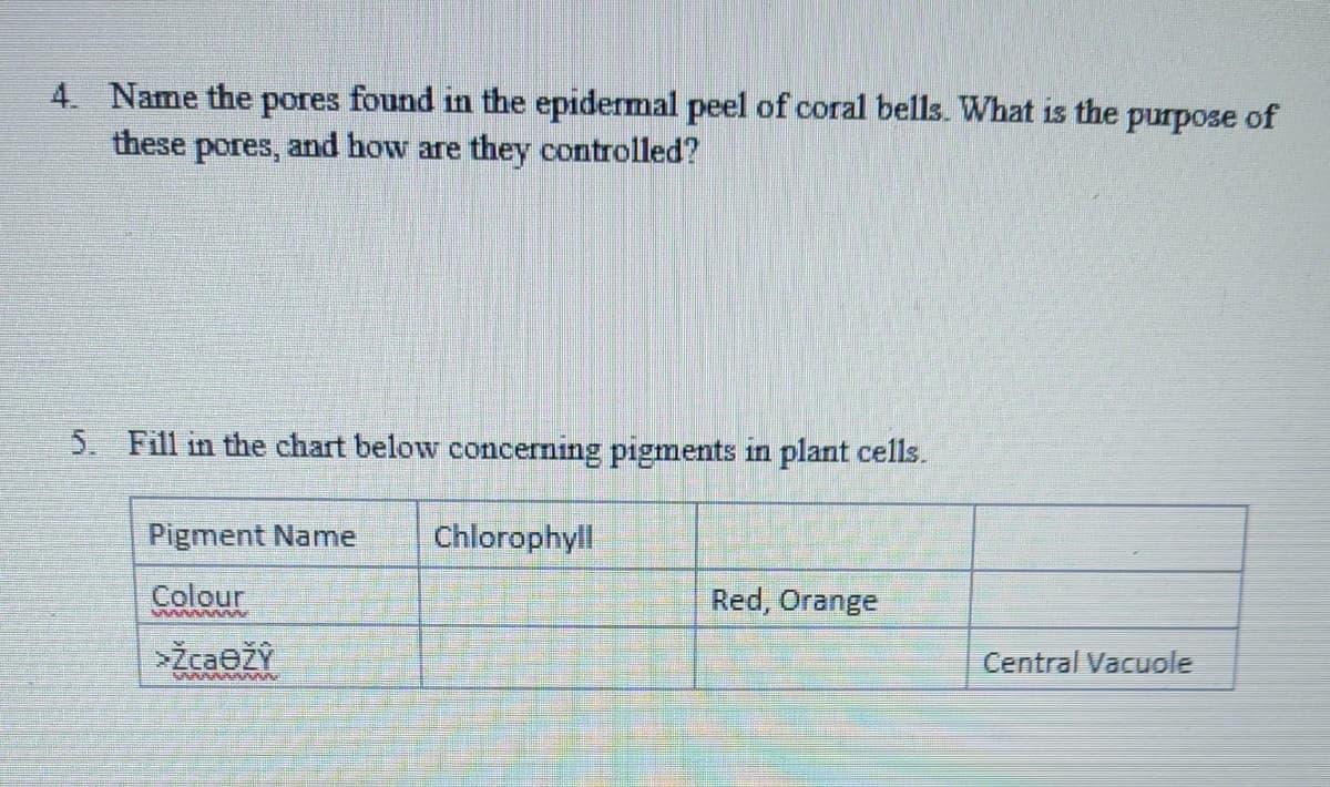 4. Name the pores found in the epidermal peel of coral bells. What is the purpose of
these
pores, and howv are they controlled?
5. Fill in the chart below concerning pigments in plant cells.
Pigment Name
Chlorophyll
Colour
Red, Orange
>ŽcaežY
Central Vacuole
