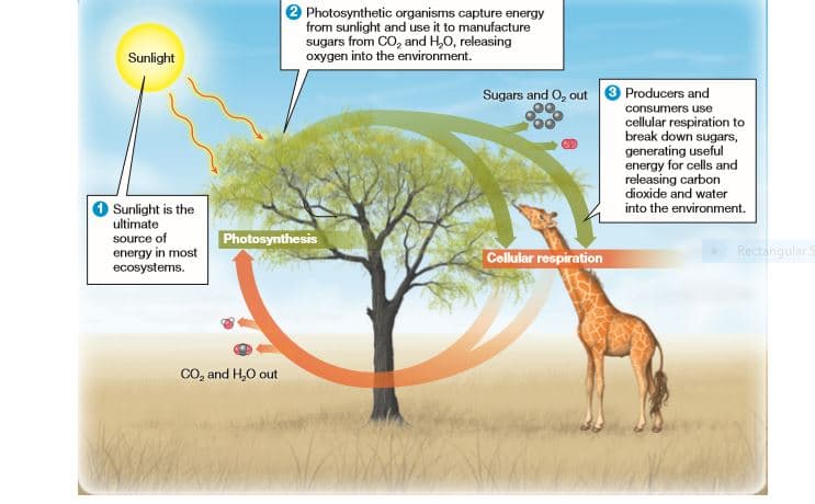 Photosynthetic organisms capture energy
from sunlight and use it to manufacture
sugars from CO, and H,0, releasing
oxygen into the environment.
Sunlight
Sugars and O, out O Producers and
consumers use
cellular respiration to
break down sugars,
generating useful
energy for cells and
releasing carbon
dioxide and water
O Sunlight is the
ultimate
source of
into the environment.
Photosynthesis
Rectangular S
energy in most
ecosystems.
Cellular respiration
Co, and H,0 out
