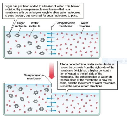 Sugar has just been added to a beaker of water. This beaker
is divided by a semipermeable membrane-that is, a
membrane with pores large enough to allow water molecules
to pass through, but too small for sugar molecules to pass.
Sugar
Water
molecule molecule
Semipermeable
membrane
Water
molecule
After a period of time, water molecules have
moved by osmosis from the right side of the
membrane (which had a higher concentra-
tion of water) to the left side of the
membrane. The concentration of water on
the two sides of the membrane is now the
Semipermeable .
membrane
same, and the movement of water molecules
is now the same in both directions.
