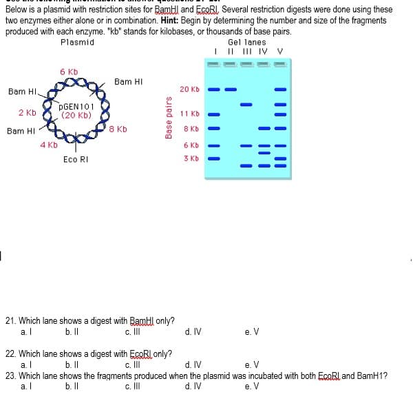 Below is a plasmid with restriction sites for Baml and EcoRI, Several restriction digests were done using these
two enzymes either alone or in combination. Hint: Begin by determining the number and size of the fragments
produced with each enzyme. "kb" stands for kilobases, or thousands of base pairs.
Plasmid
Gel lanes
I | III IV V
6 Kb
Bam HI
Bam HI.
20 Kb
PGEN101
(20 Kb)
2 Kb
11 Kb
Bam HI
8 Kb
8 Kb
4 Kb
6 Kb
Eco RI
3 Kb
21. Which lane shows a digest with BamHl only?
a. I
b.I
c. II
d. IV
e. V
22. Which lane shows a digest with EcoRLonly?
a. I
23. Which lane shows the fragments produced when the plasmid was incubated with both EcoRI and BamH1?
a. I
b.I
c. II
d. IV
e. V
b. I
c. II
d. IV
e. V
Base pairs
