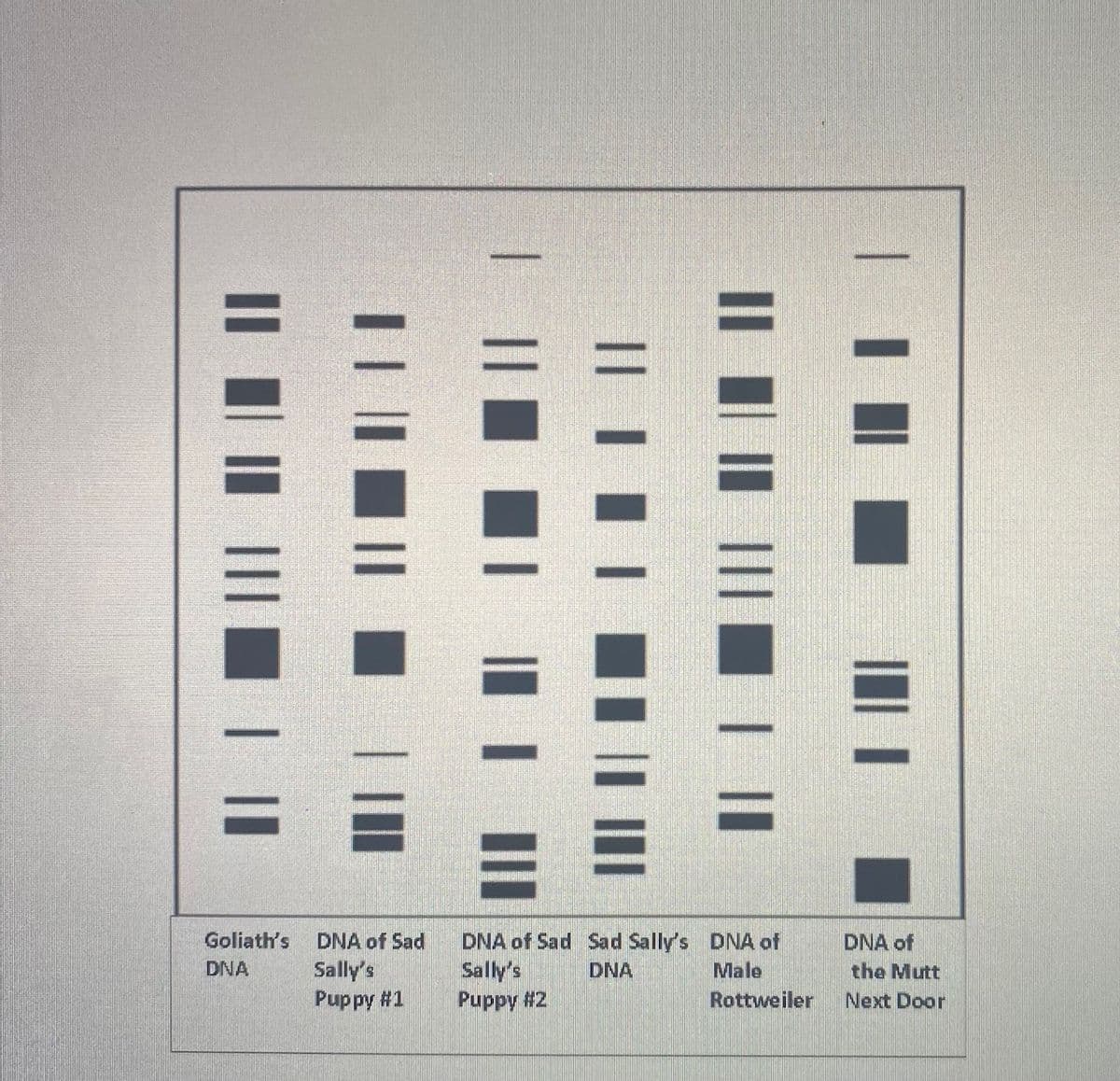 **DNA Comparison Chart Educational Description**

**Image Description:**
The image presents a DNA comparison chart, displaying vertical columns representing DNA samples from different canine individuals and their respective genetic markers. Each vertical column is divided into stacked horizontal bars of varying thicknesses, each bar representing a specific genetic marker. The width and pattern of these bars vary across each DNA sample.

**Columns Labels:**
- Goliath's DNA
- DNA of Sad Sally’s Puppy #1
- DNA of Sad Sally’s Puppy #2
- Sad Sally’s DNA
- DNA of Male Rottweiler
- DNA of the Mutt Next Door

**Detailed Explanation:**

1. **Goliath’s DNA:**
   This column features several distinct horizontal bands of different sizes, representing Goliath's genetic markers.

2. **DNA of Sad Sally’s Puppy #1:**
   The vertical column for Puppy #1 has horizontal bands that should be compared with both Sad Sally’s DNA and the DNA of Goliath to determine genetic similarities and possible parentage. This particular puppy has a combination of markers seen in both Sad Sally and potentially Goliath.

3. **DNA of Sad Sally’s Puppy #2:**
   Similar to Puppy #1, but with variations in the horizontal bands, indicating genetic diversity among the litter. This puppy also shares markers with Sad Sally and potentially with Goliath.

4. **Sad Sally’s DNA:**
   This column serves as a reference for the mother. Her DNA features distinct markers that should have overlaps with the DNA of her puppies, providing a basis for identifying her genetic contribution.

5. **DNA of Male Rottweiler:**
   The banding pattern in this column is used to compare and rule out or confirm the Rottweiler as a potential father by checking for overlapping markers with the puppies' DNA.

6. **DNA of the Mutt Next Door:**
   This column helps to rule out or verify the mixed-breed dog as a potential father. Its unique pattern is compared with the DNA of the puppies.

**Purpose of DNA Comparison Chart:**
This DNA comparison chart is typically used to determine genetic relationships and identify parentage among canines. By comparing the specific genetic markers present in each sample, one can ascertain which dogs share genetic material, thus identifying parents and offspring. In this case, by comparing the DNA of Sad Sally, her puppies, Goliath, the male Rottweiler, and the mutt next door,