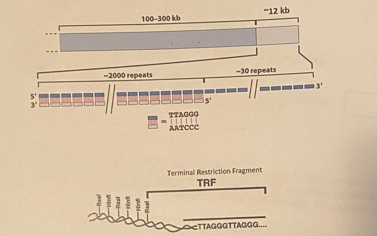 5'
3'
-Real
~2000 repeats
BUH-
100-300 kb
-Hinfl
-Rsal
bbbbbbb
TTAGGG
= | | | | | |
AATCCC
5'
~12 kb
~30 repeats
Terminal Restriction Fragment
TRF
ETTAGGGTTAGGG....
13'