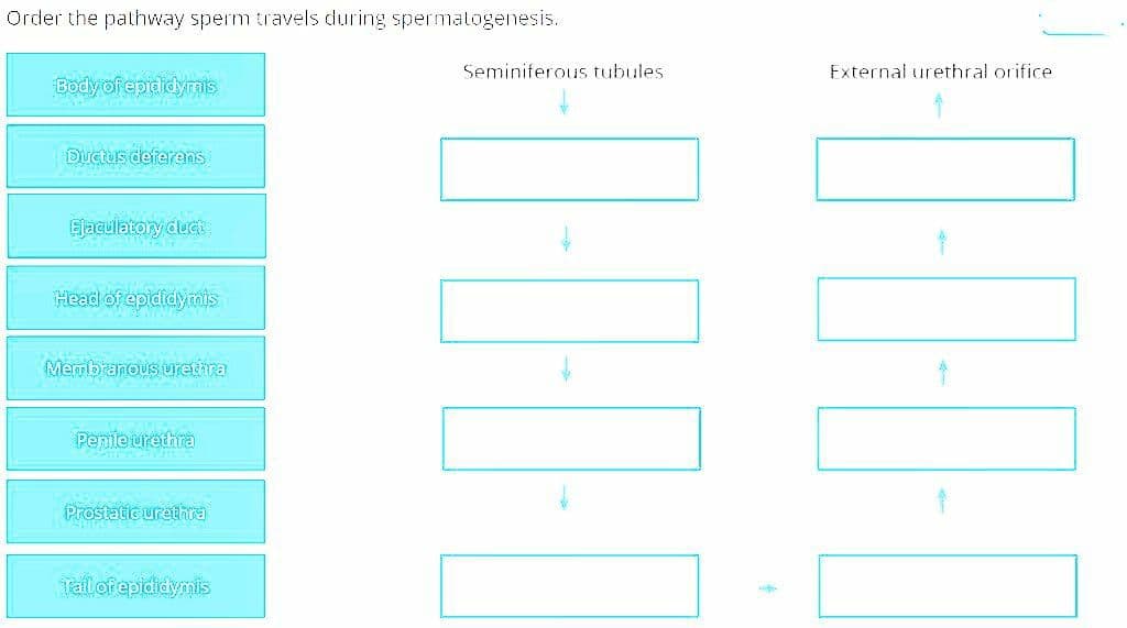 Order the pathway sperm travels during spermatogenesis.
Seminiferous tubules
External urethral orifice
Body of epdidymis
Đuctus deferens
Ejaculatory duct
Head of epididynis
Membranous urethra
Penile urethra
Prostatic urethra
Tail of epididymis
