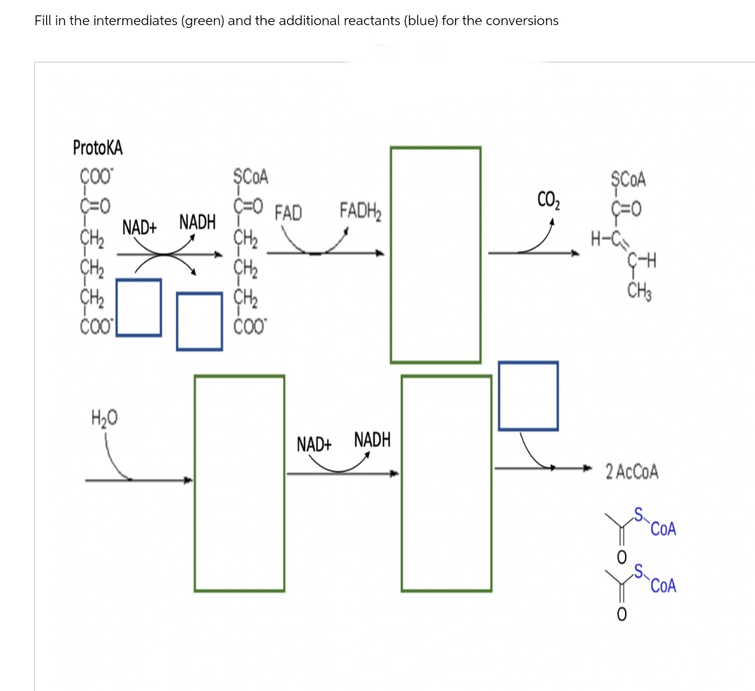 Fill in the intermediates (green) and the additional reactants (blue) for the conversions
ProtoKA
çoo
0=3
CH₂
COO
H₂O
NAD+ NADH
SCOA
CH₂
COO
FAD FADH₂
CO₂
NAD+ NADH
00
ŞCOA
C=0
H-C₂₂
G-H
CH3
2 AcCoA
COA
COA