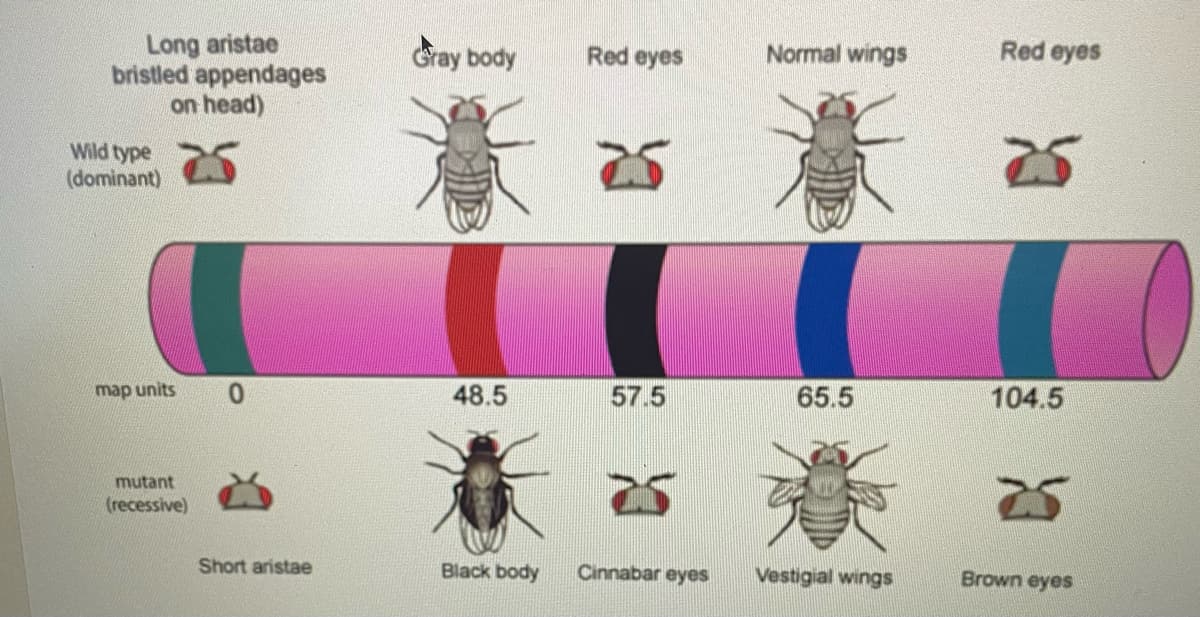 ### Genetic Mapping in Drosophila melanogaster

This figure presents the genetic mapping of several traits in the fruit fly *Drosophila melanogaster*. In genetic studies, the physical distance between genes on a chromosome can be represented as "map units," where one map unit corresponds to a 1% recombination frequency between genes.

#### Traits and Phenotypes
- **Wild Type (Dominant) Phenotypes:**
  - Long aristae (bristled appendages on head)
  - Gray body
  - Red eyes
  - Normal wings

- **Mutant (Recessive) Phenotypes:**
  - Short aristae
  - Black body
  - Cinnabar eyes
  - Vestigial wings
  - Brown eyes

#### Genetic Map
The depicted chromosome shows the positions of the genes responsible for the various traits:
- The distance between gene loci is measured in map units.
- The map starts at 0 map units and continues to 104.5 map units. 

Here are the specific positions for each gene:
1. **Long aristae (0 map units)**
   - Wild type: Long aristae
   - Mutant: Short aristae
2. **Gray body (48.5 map units)**
   - Wild type: Gray body
   - Mutant: Black body
3. **Red eyes (57.5 map units)**
   - Wild type: Red eyes
   - Mutant: Cinnabar eyes
4. **Normal wings (65.5 map units)**
   - Wild type: Normal wings
   - Mutant: Vestigial wings
5. **Red eyes (104.5 map units)**
   - Wild type: Red eyes
   - Mutant: Brown eyes

#### Chromosome Diagram
The chromosome diagram features color-coded sections corresponding to the gene loci:
- The coloring helps to distinguish regions and their respective distances.
- The scale enables a comparative understanding of gene proximity and recombination frequencies between different markers.

#### Educational Relevance
Understanding the genetic mapping of traits in *Drosophila melanogaster* provides crucial insight into:
- Fundamentals of genetic inheritance.
- Linkage and recombination rates.
- Chromosomal behavior and gene locations.

This type of genetic mapping is foundational in studying heredity, variations, and contributing to more advanced applications in genetic research. 

Feel free to explore