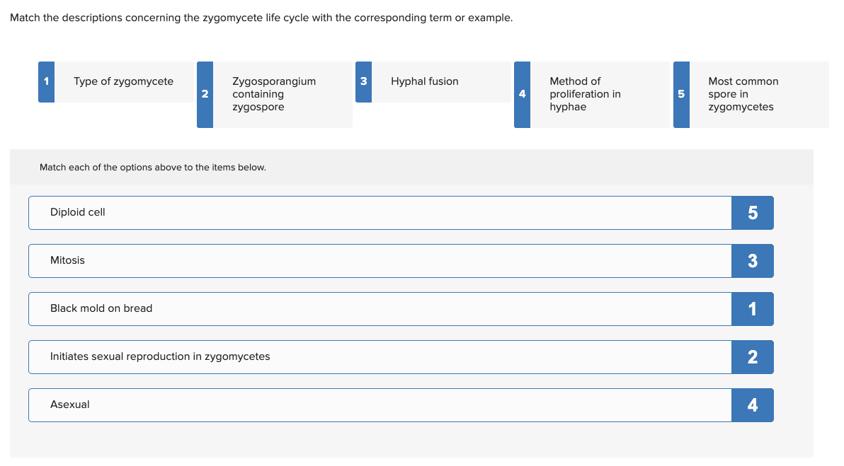 Match the descriptions concerning the zygomycete life cycle with the corresponding term or example.
Type of zygomycete
2
Zygosporangium
containing
zygospore
3
Hyphal fusion
Method of
proliferation in
hyphae
Most common
5
spore in
zygomycetes
Match each of the options above to the items below.
Diploid cell
Mitosis
Black mold on bread
Initiates sexual reproduction in zygomycetes
Asexual
5
3
1
2
4