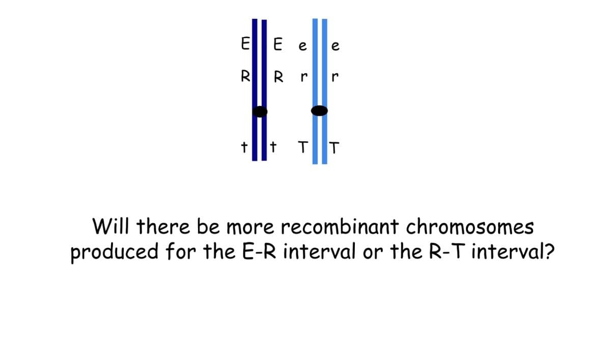 ELITE e e
RR r
t
r
T T
Will there be more recombinant chromosomes
produced for the E-R interval or the R-T interval?