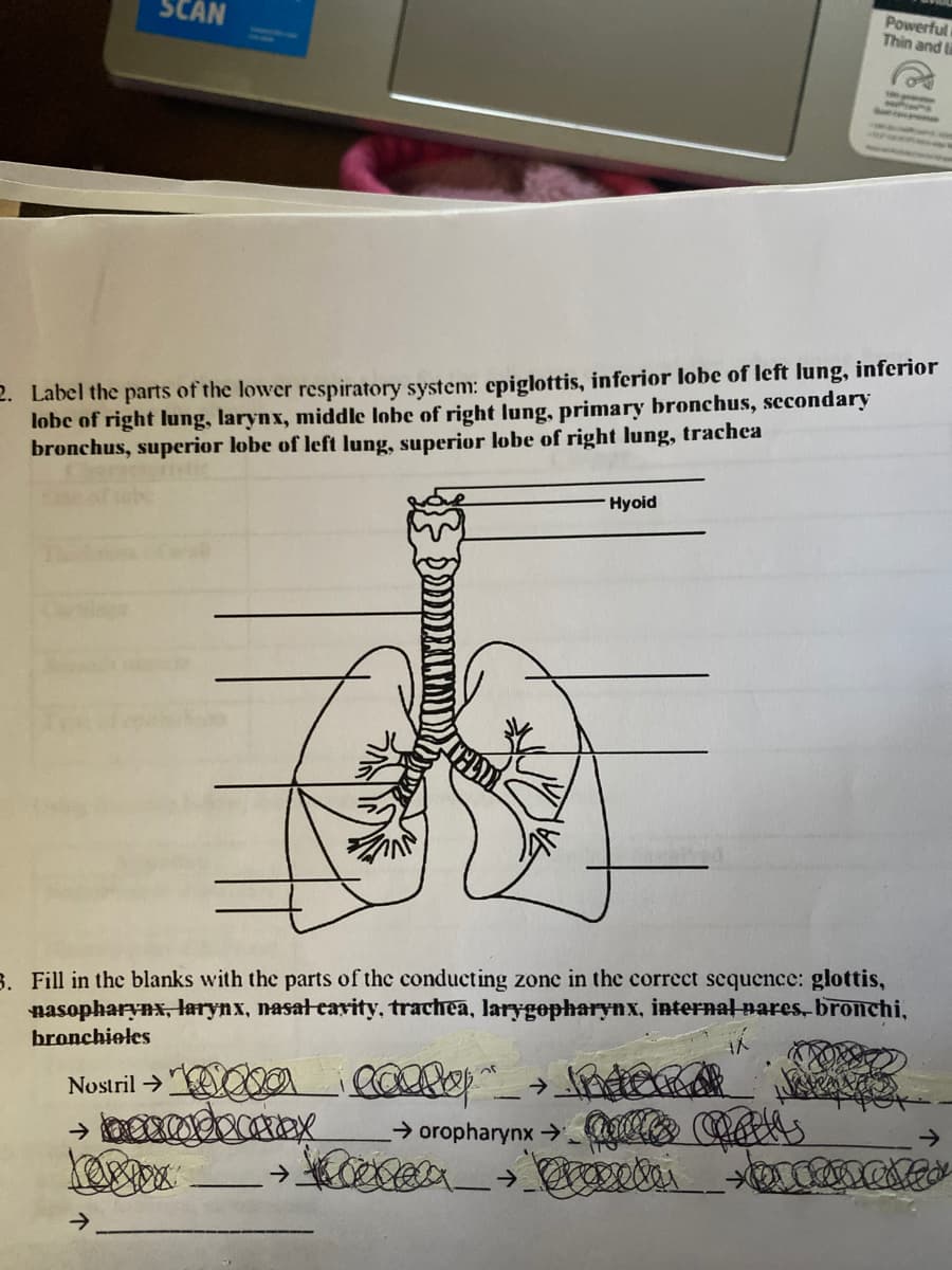 SCAN
Powerful
Thin and li
2. Label the parts of the lower respiratory system: epiglottis, inferior lobe of left lung, inferior
lobe of right lung, larynx, middle lobe of right lung, primary bronchus, secondary
bronchus, superior lobe of left lung, superior lobe of right lung, trachca
Hyoid
3. Fill in the blanks with the parts of the conducting zone in the correct scquence: glottis,
nasopharynx, larynx, nasat cavity, trachea, larygopharynx, internal nares, bronchi,
bronchieles
Nostril → a
→ oropharynx→g Cas
