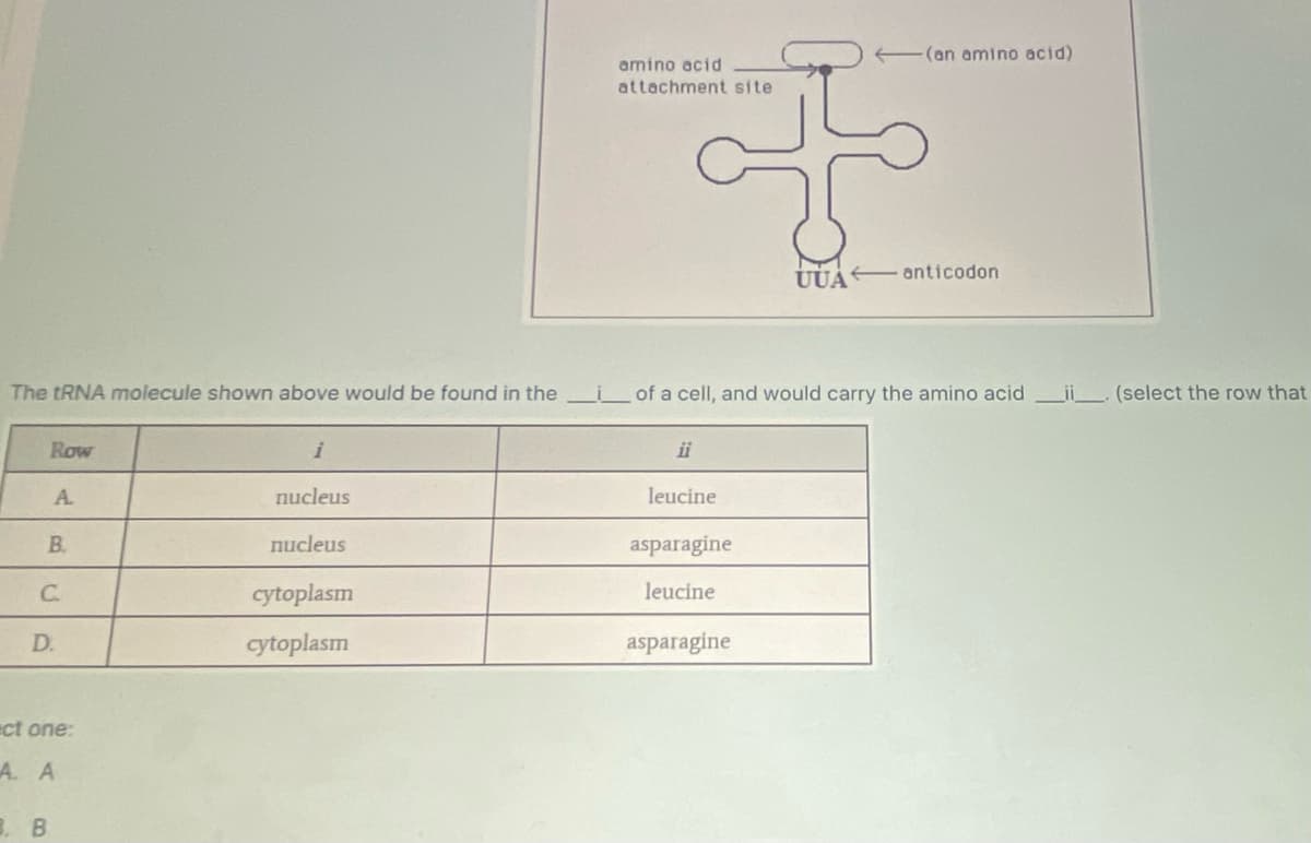 The tRNA molecule shown above would be found in the
Row
A
B.
C.
3. B
D.
ect one:
A. A
i
nucleus
nucleus
cytoplasm
cytoplasm
amino acid
attachment site
ii
leucine
i of a cell, and would carry the amino acidii (select the row that
asparagine
leucine
(an amino acid)
asparagine
UUA anticodon