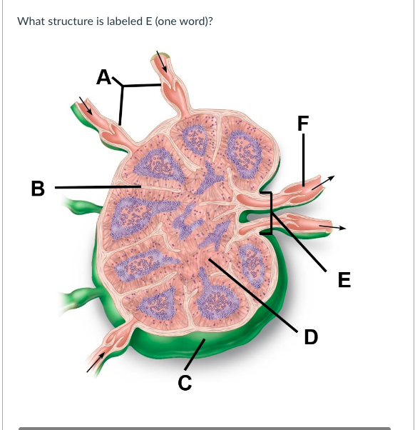 What structure is labeled E (one word)?
A
F
В
E
D
C
