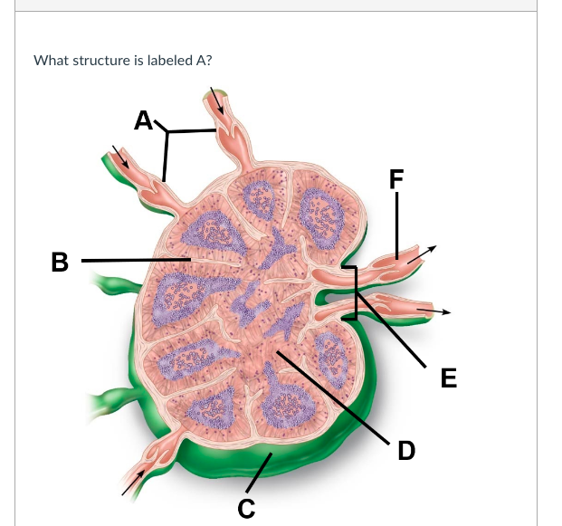 What structure is labeled A?
F
В
D
