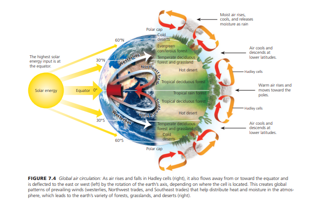 Moist air rises,
cools, and releases
moisture as rain
Polar cap
Cold
deserts
60°N
Evergreen
coniferous forest
Air cools and
descends at
lower latitudes.
The highest solar
energy input is at
the equator.
Westerlies
Nonthe
Temperate deciduous
forest and grassland
30°N
Hot desert
- Hadley cels
Tropical deciduous forest
Warm air rises and
Solar energy
Equator 0
moves toward the
Tropical rain forest
poles.
Tropical deciduous forest
Hadley cells
Westerlies
Hot desert
30°5
Temperate deciduous
forest and grassland
Cold
deserts
Air cools and
descends at
lower latitudes.
60°S
Polar cap
FIGURE 7.4 Global air circulation: As air rises and falls in Hadley cells (right), it also flows away from or toward the equator and
is deflected to the east or west (left) by the rotation of the earth's axis, depending on where the cell is located. This creates global
patterns of prevailing winds (westerlies, Northwest trades, and Southeast trades) that help distribute heat and moisture in the atmos-
phere, which leads to the earths variety of forests, grasslands, and deserts (right).
