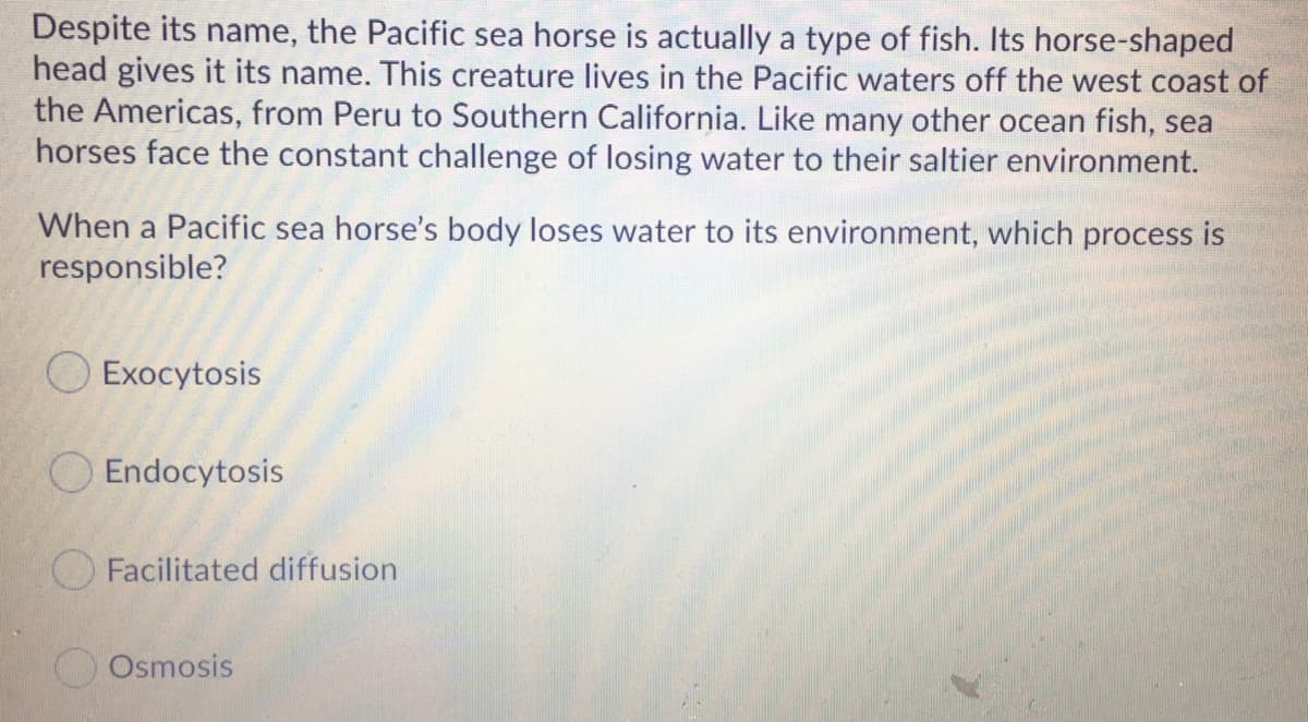 Despite its name, the Pacific sea horse is actually a type of fish. Its horse-shaped
head gives it its name. This creature lives in the Pacific waters off the west coast of
the Americas, from Peru to Southern California. Like many other ocean fish, sea
horses face the constant challenge of losing water to their saltier environment.
When a Pacific sea horse's body loses water to its environment, which process is
responsible?
О Ехосytosis
Endocytosis
Facilitated diffusion
Osmosis
