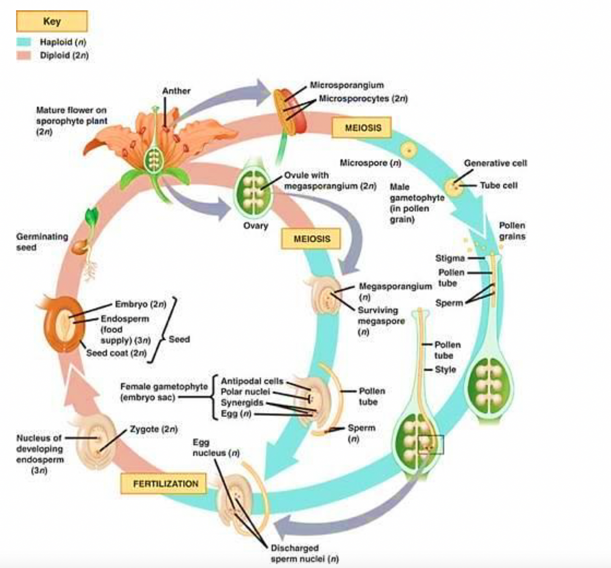 Key
Haploid (n)
Diploid (2n)
Mature flower on
sporophyte plant
(2n)
Germinating
seed
G
Nucleus of
developing
endosperm
(3.n)
Anther
-Embryo (2n)
-Endosperm
(food
supply) (3n) Seed
Seed coat (2n)
Female gametophyte
(embryo sac)
Zygote (2n)
FERTILIZATION
€
Ovary
Microsporangium
Microsporocytes (2n)
MEIOSIS
Microspore (n)
Ovule with
megasporangium (2n) Male
MEIOSIS
Polar nuclei
Antipodal cells.
Synergids-
Egg (n)-
Egg
nucleus (n)
Discharged
sperm nuclei (n)
Generative cell
Tube cell
gametophyte
(in pollen
grain)
Stigma
Pollen
Megasporangium tube
Sperm
Surviving
megaspore
Pollen
tube
-Style
-Pollen
tube
Sperm
Pollen
grains