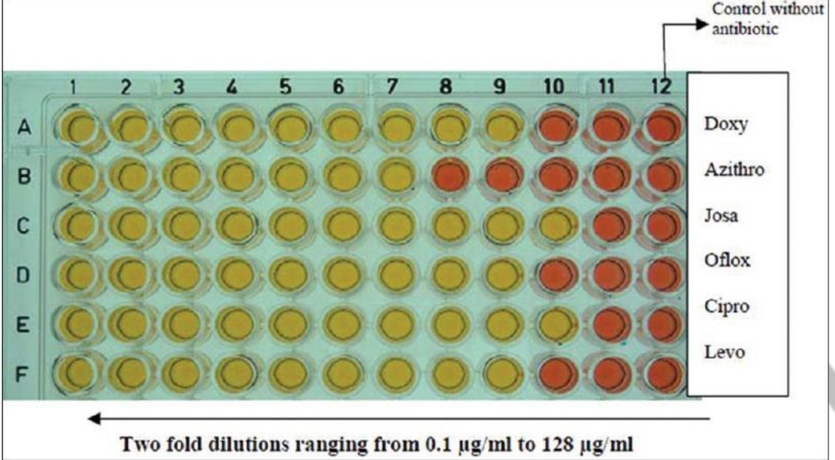 Control without
antibiotic
1
2 3 4 5 6 7 8 9 10 11 12
Doxy
Azithro
Josa
Oflox
Cipro
E OOOOO
F OO000
Levo
Two fold dilutions ranging from 0.1 ug/ml to 128 ug/ml
B.
