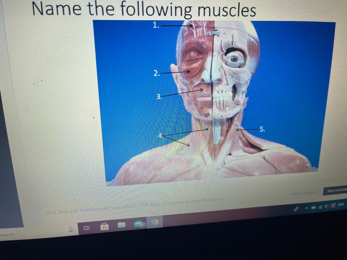 search
Name the following muscles
1.
0
Click Save and Submit to save and submit. Click Save All Answers to save all answers.
i
2.
#
3.
O
-5.
Save All Answers
AR
Save and Sub
ENG