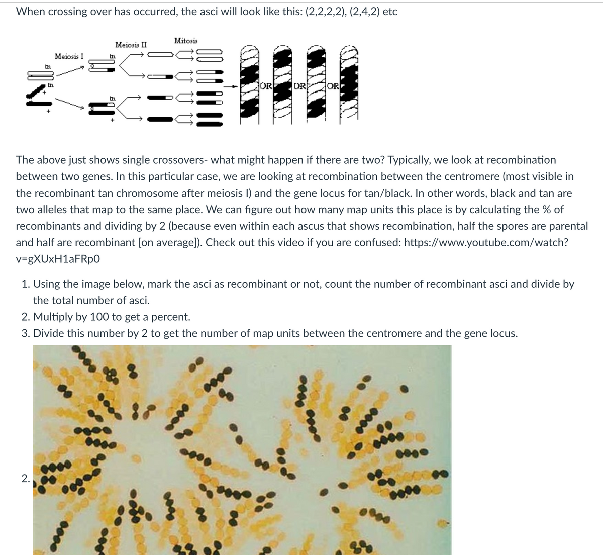 When crossing over has occurred, the asci will look like this: (2,2,2,2), (2,4,2) etc
ONI
m
Meiosis I
2.
m
Meiosis II
Mitosis
C
0000
OR
C
The above just shows single crossovers- what might happen if there are two? Typically, we look at recombination
between two genes. In this particular case, we are looking at recombination between the centromere (most visible in
the recombinant tan chromosome after meiosis I) and the gene locus for tan/black. In other words, black and tan are
two alleles that map to the same place. We can figure out how many map units this place is by calculating the % of
recombinants and dividing by 2 (because even within each ascus that shows recombination, half the spores are parental
and half are recombinant [on average]). Check out this video if you are confused: https://www.youtube.com/watch?
v=gXUxH1aFRp0
DR
1. Using the image below, mark the asci as recombinant or not, count the number of recombinant asci and divide by
the total number of asci.
OR
2. Multiply by 100 to get a percent.
3. Divide this number by 2 to get the number of map units between the centromere and the gene locus.
****