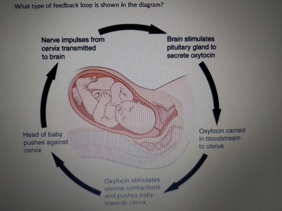 What type of feedback loop is shown in the diagram?
Nerve impulses from
cervix transmitted
Brain stimulates
pituitary gland to
secrete oxytocin
to brain
Oxytocin carried
in bloodstream
Head of baby
pushes against
cervix
to uterus
Oxytocin stimulates
uterine contractions
and pushes baby
towards cervix
