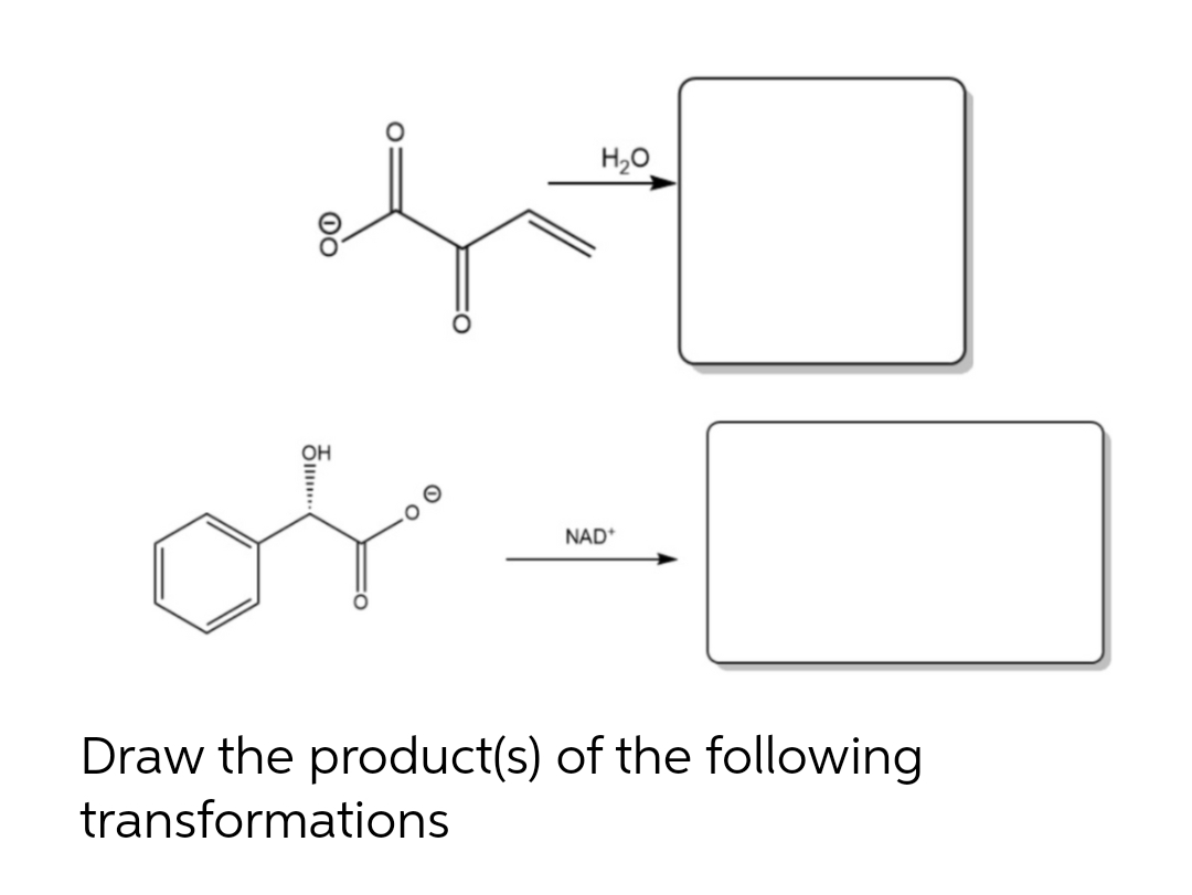 H,0
OH
NAD*
Draw the product(s) of the following
transformations
