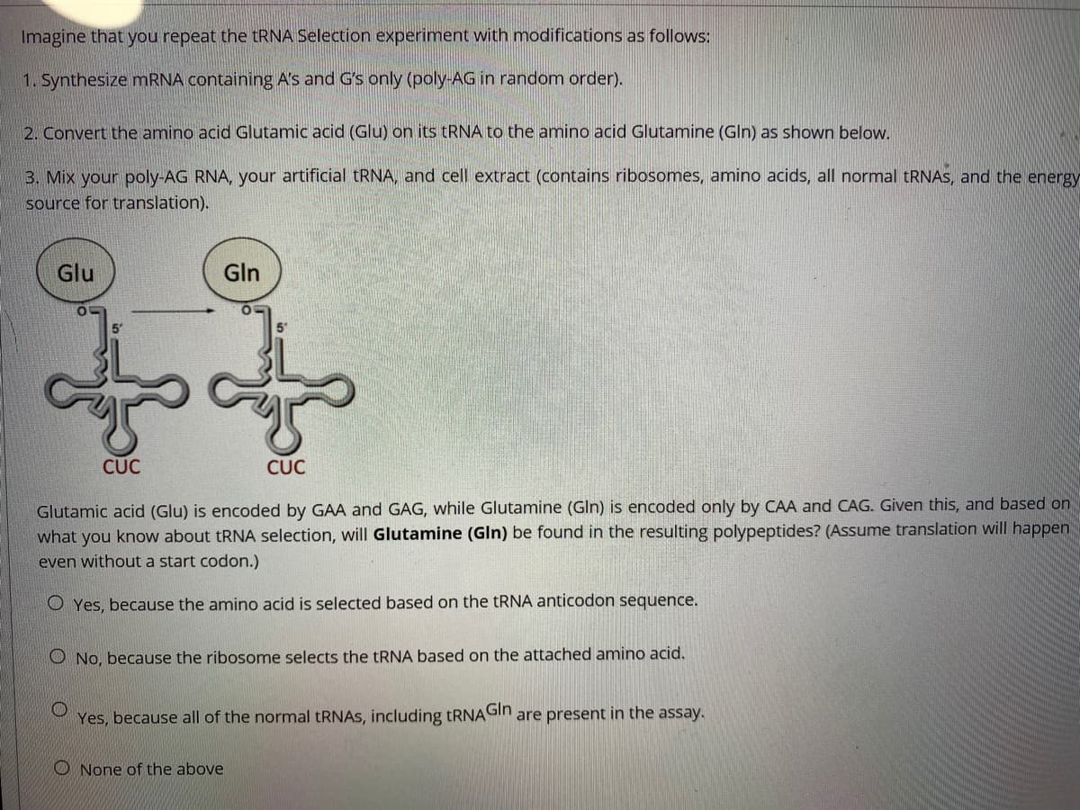 Imagine that you repeat the tRNA Selection experiment with modifications as follows:
1. Synthesize mRNA containing A's and G's only (poly-AG in random order).
2. Convert the amino acid Glutamic acid (Glu) on its tRNA to the amino acid Glutamine (Gln) as shown below.
3. Mix your poly-AG RNA, your artificial RNA, and cell extract (contains ribosomes, amino acids, all normal TRNAS, and the energy
source for translation).
Glu
Gln
CỤC
CỤC
Glutamic acid (Glu) is encoded by GAA and GAG, while Glutamine (GIn) is encoded only by CAA and CAG. Given this, and based on
what you know about tRNA selection, will Glutamine (Gln) be found in the resulting polypeptides? (Assume translation will happen
even without a start codon.)
O Yes, because the amino acid is selected based on the TRNA anticodon sequence.
O No, because the ribosome selects the TRNA based on the attached amino acid.
Yes, because all of the normal tRNAS, including tRNAGIn are present in the assay.
O None of the above
