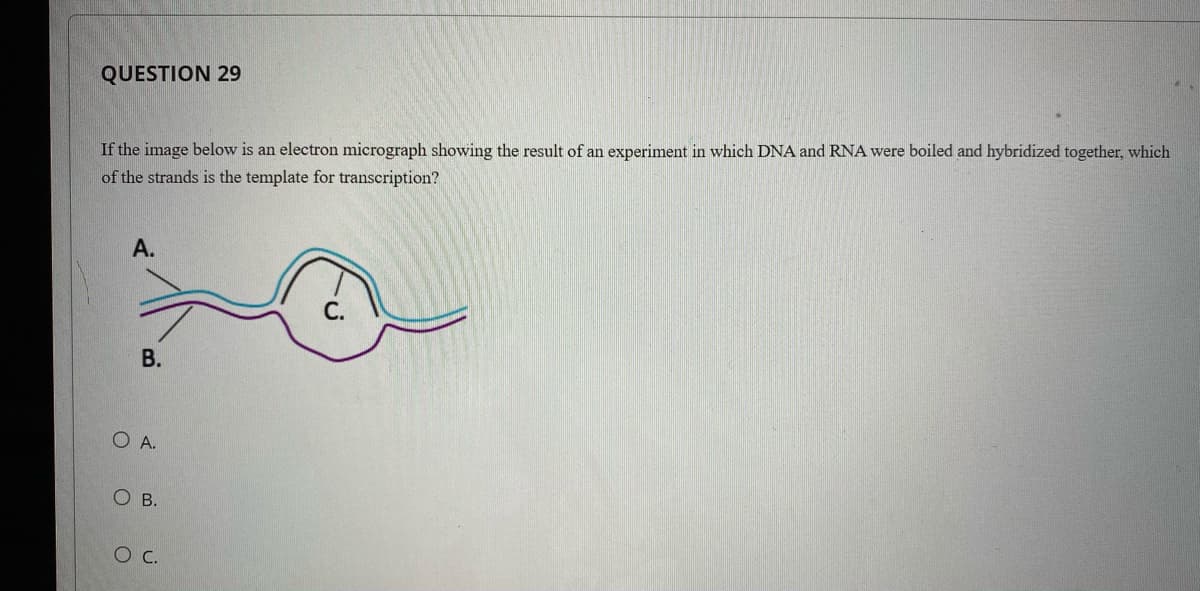 QUESTION 29
If the image below is an electron micrograph showing the result of an experiment in which DNA and RNA were boiled and hybridized together, which
of the strands is the template for transcription?
А.
В.
O A.
ов.
B.
