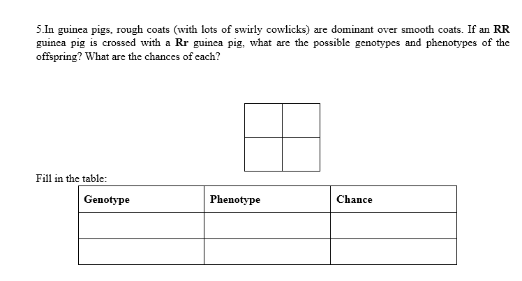 5.In guinea pigs, rough coats (with lots of swirly cowlicks) are dominant over smooth coats. If an RR
guinea pig is crossed with a Rr guinea pig, what are the possible genotypes and phenotypes of the
offspring? What are the chances of each?
Fill in the table:
Genotype
Phenotype
Chance
