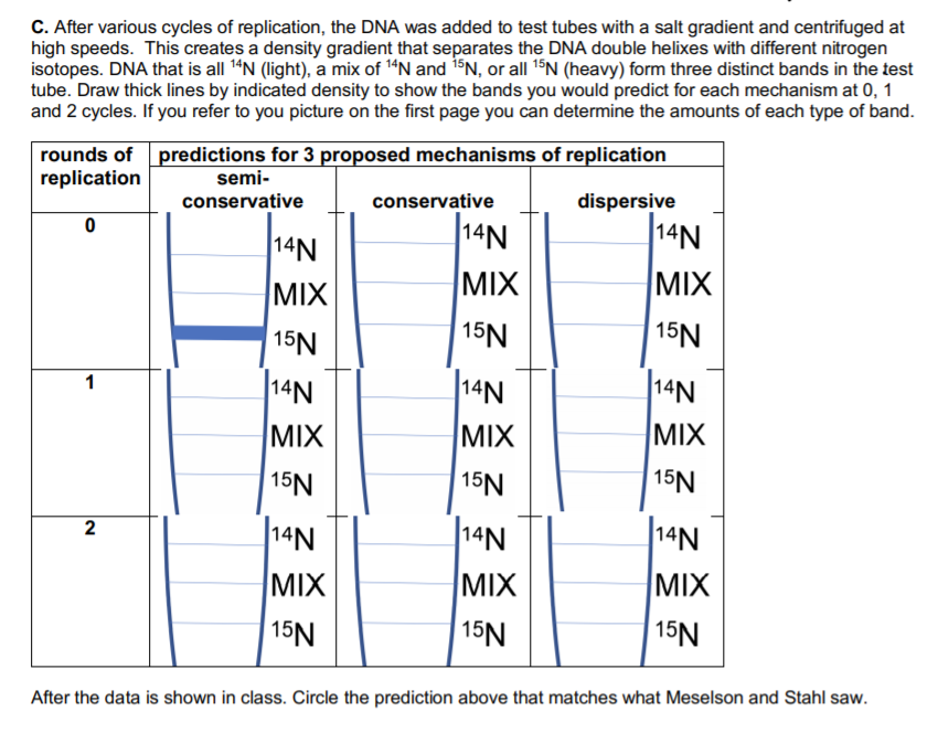 C. After various cycles of replication, the DNA was added to test tubes with a salt gradient and centrifuged at
high speeds. This creates a density gradient that separates the DNA double helixes with different nitrogen
isotopes. DNA that is all 1"N (light), a mix of 1“N and 15N, or all 15N (heavy) form three distinct bands in the test
tube. Draw thick lines by indicated density to show the bands you would predict for each mechanism at 0, 1
and 2 cycles. If you refer to you picture on the first page you can determine the amounts of each type of band.
rounds of predictions for 3 proposed mechanisms of replication
replication
semi-
conservative
conservative
dispersive
14N
14N
14N
MIX
MIX
MIX
15N
14N
15N
15N
14N
|14N
1
MIX
MIX
MIX
15N
15N
15N
N
MIX
2
14N
14N
MIX
MIX
15N
| 15N
15N
