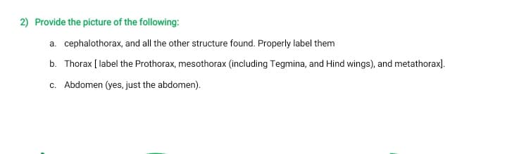 2) Provide the picture of the following:
a. cephalothorax, and all the other structure found. Properly label them
b. Thorax [ label the Prothorax, mesothorax (including Tegmina, and Hind wings), and metathorax).
c. Abdomen (yes, just the abdomen).
