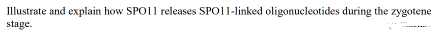 Illustrate and explain how SPO11 releases SPO11-linked oligonucleotides during the zygotene
stage.
