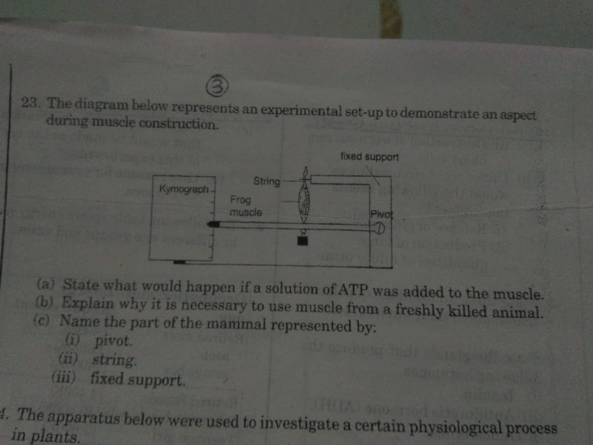 23. The diagram below represents an experimental set-up to demonstrate an aspect
during muscle construction.
fixed support
String
Kymograph-
Frog
muscle
Pivot
(a) State what would happen if a solution of ATP was added to the muscle.
(b) Explain why it is necessary to use muscle from a freshly killed animal.
(c) Name the part of the mammal represented by:
(1) pivot.
(ii) string.
(iii) fixed support.
4. The apparatus below were used to investigate a certain physiological process
in plants.
