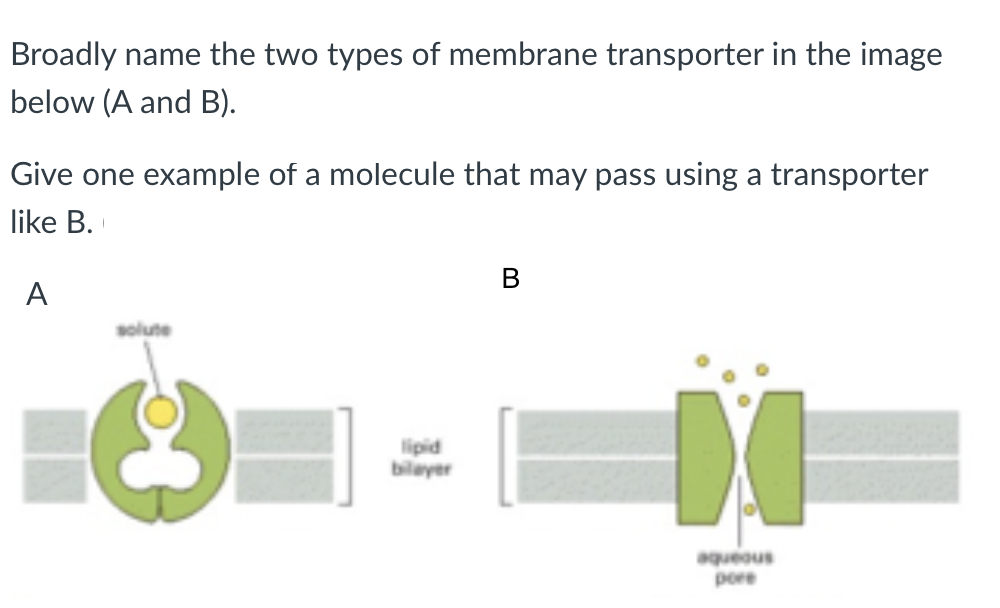 Broadly name the two types of membrane transporter in the image
below (A and B).
Give one example of a molecule that may pass using a transporter
like B.
A
solute
lipid
bilayer
B
X
aqueous
pore