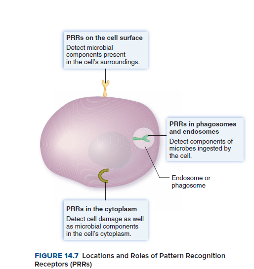 PRRS on the cell surface
Detect microbial
components present
in the cell's surroundings.
PRRS in phagosomes
and endosomes
Detect components of
microbes ingested by
the cell.
Endosome or
phagosome
PRRS in the cytoplasm
Detect cell damage as well
as microbial components
in the cell's cytoplasm.
FIGURE 14.7 Locations and Roles of Pattern Recognition
Receptors (PRRS)
