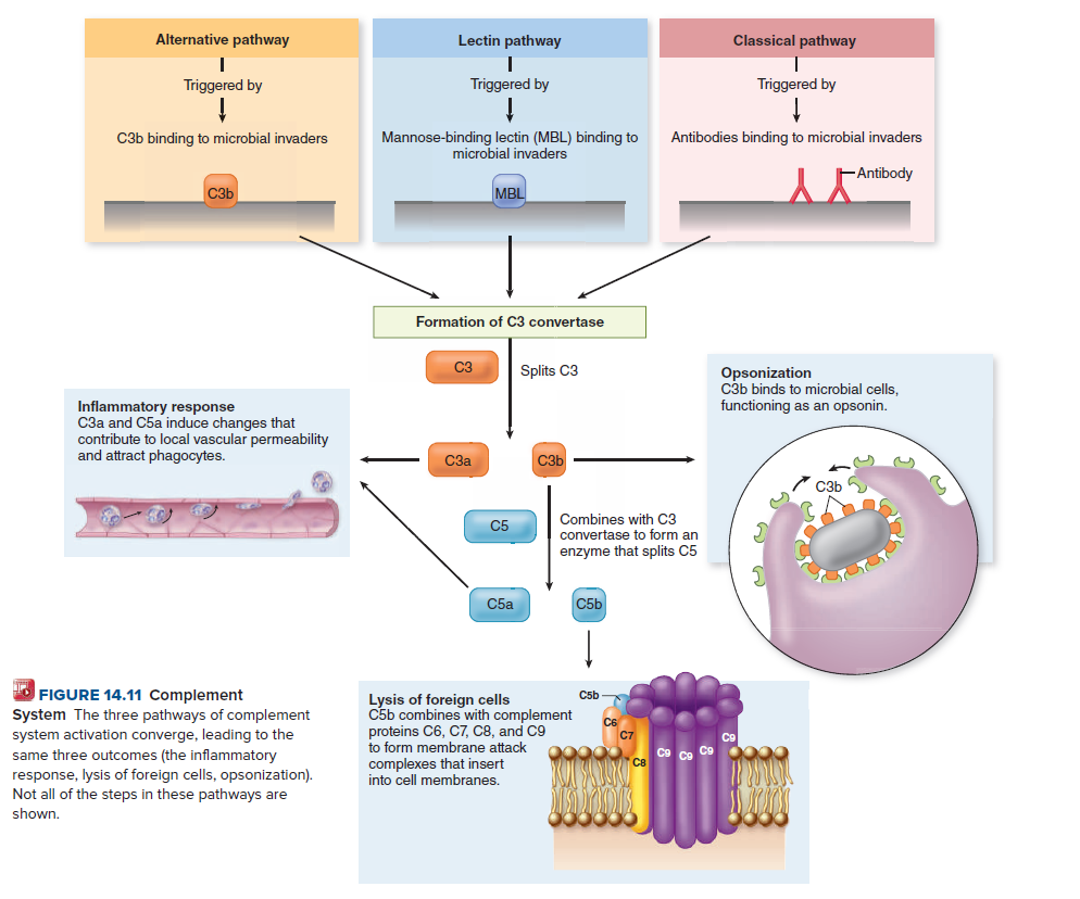 Alternative pathway
Lectin pathway
Classical pathway
Triggered by
Triggered by
Triggered by
Mannose-binding lectin (MBL) binding to
microbial invaders
C3b binding to microbial invaders
Antibodies binding to microbial invaders
- Antibody
C3b
MBL
YY
Formation of C3 convertase
C3
Splits C3
Opsonization
C3b binds to microbial cells,
functioning as an opsonin.
Inflammatory response
C3a and C5a induce changes that
contribute to local vascular permeability
and attract phagocytes.
C3a
C3b
C3b
Combines with C3
convertase to form an
C5
enzyme that splits C5
C5a
C5b
FIGURE 14.11 Complement
System The three pathways of complement
system activation converge, leading to the
same three outcomes (the inflammatory
C5b
Lysis of foreign cells
C5b combines with complement
proteins C6, C7, C8, and C9
to form membrane attack
complexes that insert
into cell membranes.
response, lysis of foreign cells, opsonization).
Not all of the steps in these pathways are
shown.
