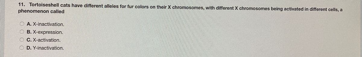 11. Tortoiseshell cats have different alleles for fur colors on their X chromosomes, with different X chromosomes being activated in different cells, a
phenomenon called
O A. X-inactivation.
O B. X-expression.
C. X-activation.
O D. Y-inactivation.
