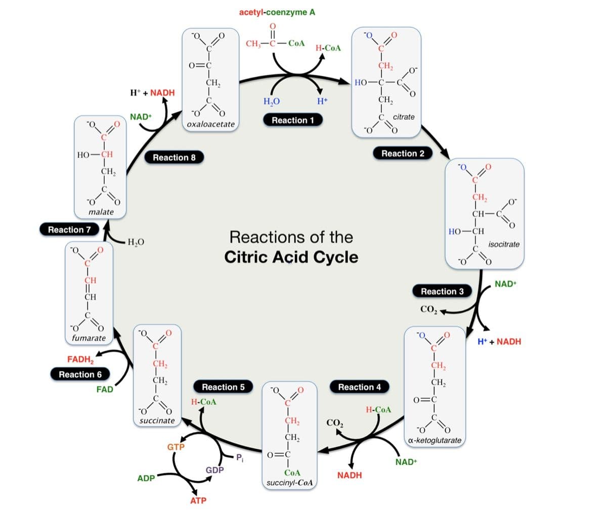 HỌ–CH
Reaction 7
malate
C
CH
||
CH
CH₂
"O
fumarate
O
FADH₂
Reaction 6
FAD
H+ + NADH
NAD+
H₂O
CH₂
CH₂
Reaction 8
O
succinate
ADP
0=C
GTP
CH₂
oxaloacetate
H-COA
Reaction 5
GDP
acetyl-coenzyme A
ATP
CH₂-C-COA
P₁
H₂O
Reaction 1
Reactions of the
Citric Acid Cycle
"O
I
CH₂
CH₂
0=C
H-COA
CoA
succinyl-CoA
H+
CH₂
I
HO C
-O
CO₂
Reaction 4
NADH
6-
CH₂
C citrate
*
-0°
O
Reaction 2
H-COA
NAD+
Reaction 3
CO₂
C
CH,
CH₂
=C
x-ketoglutarate
(=O
HỌ–CH
1
CH,
CH
isocitrate
NAD+
H+ + NADH